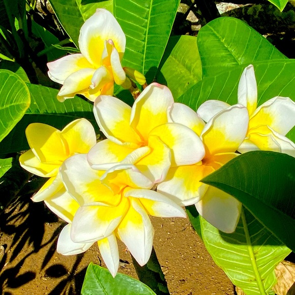 Meet your Posher, Cardiff Chick! - Picture 1 of 1